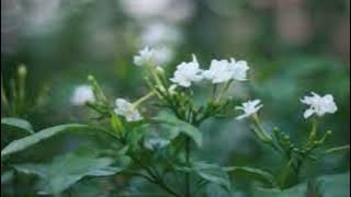 My Favourite Lagu-lagu nostalgia (Karaoke version): Bunga Melor