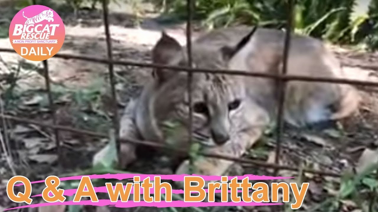 rescue dogs rock nyc Q&A with Brittany~ 5.21.2019