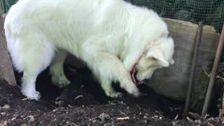 穴掘りルンルン greatpyrenees グレートピレニーズ