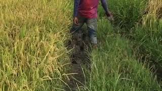 Irrigation Mwanzugi,Umwagiliaji