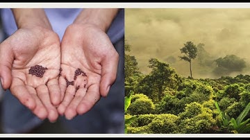 Planting trees using drones? | Flash forest | A.I check