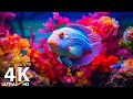 Capture de la vidéo Relaxing Deep Ocean 4K Wallpaper | Live Coral Reef Background For Sleep & Meditation
