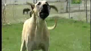 Breed All About It  Great Dane