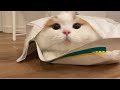 🍋とんでもない場所でくつろぐ猫