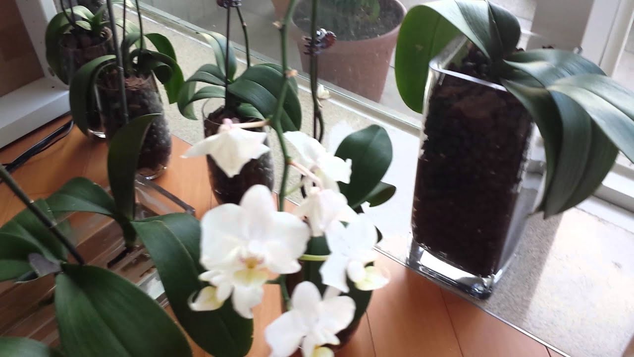Phalaenopsis Orchids in water culture (update) YouTube