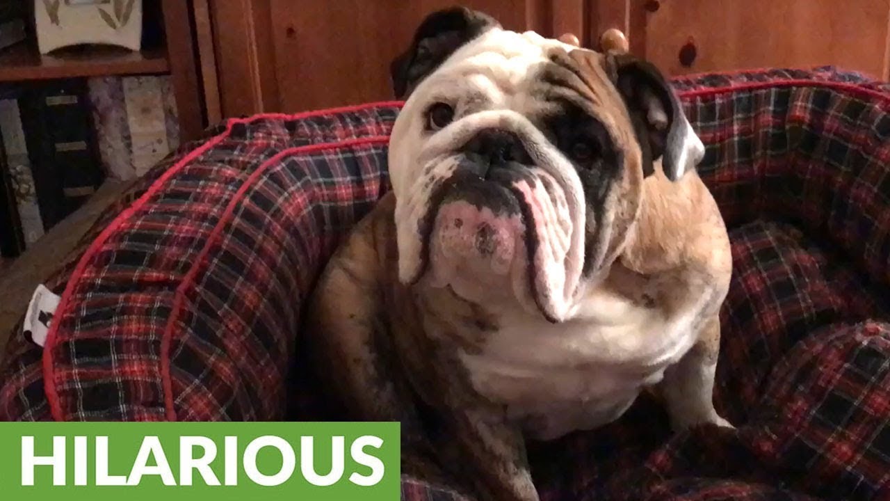 Adorable bulldog hates the appearance of the suitcase with a passion ...
