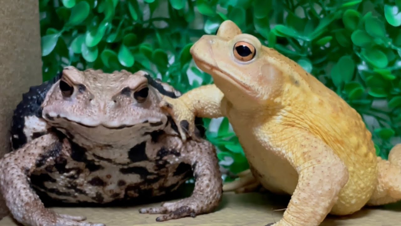Big Boss Toad meets a newcomer for the first time ！Azuma toad