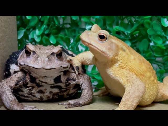 Big Boss Toad meets a newcomer for the first time ！Azuma toad