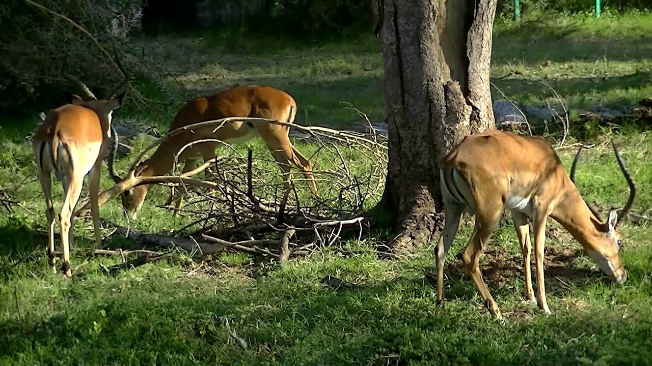 Serena lodge - Amboseli National Parc