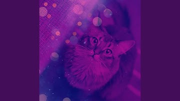 Glorious Ambiance for Lazy Cat Days