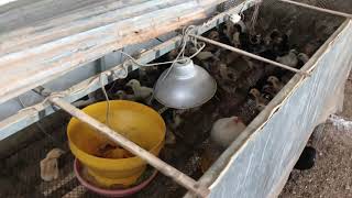 Information Why is chicken so cheap | The Economist Guide