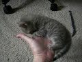 Fierce kitten fits in hand