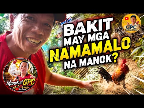 BAKIT MAY NAMAMALO NA MANOK - DAPAT ALAM MO TO!🤩