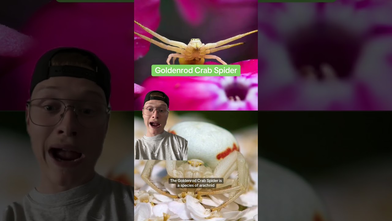 There's a venomous spider in Ontario that looks like a crab!🦀 