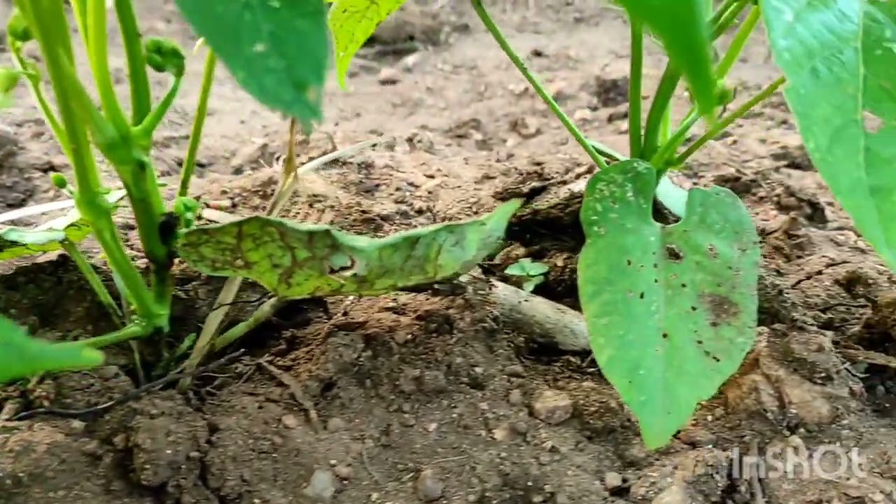 ಬೀನ್ಸ್ ಬೆಳೆಯುವ ವಿಧಾನ How to grow beans !Chapter 4 ! Working progress