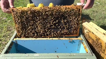 🐝 Boosting weak nucleus hives with more brood & nurse bees from strong hives. Nymboida 26 Feb 2023.
