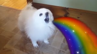 Sunshine Rainbow White Doggo