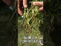 さつまいも栽培　芋ツル苗をすぐに植えると失敗します#shorts