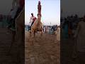 جمل جميل يرقص على قدميه الأماميتين وي دهش الحاضرين وي سع د مالك ه 