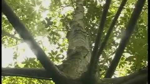 ĐẤT CÀ MAU- Tập đọc lớp 5- Cây Đước