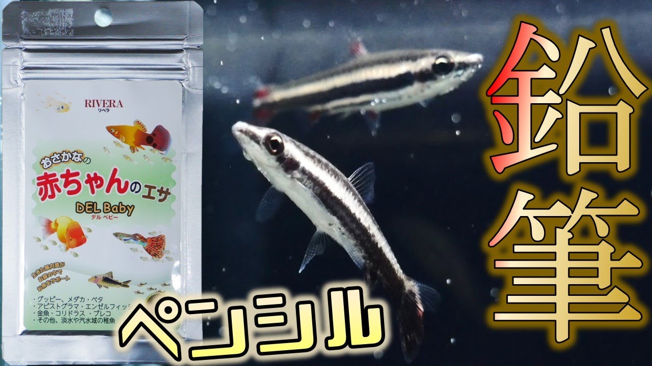 導入 鉛筆のようなテトラじゃ 口が小さいから赤ちゃんの餌を試してみた ペンシルフィッシュ スリーラインペンシル デルベビーフードフレッシュ ふぶきテトラ Youtube