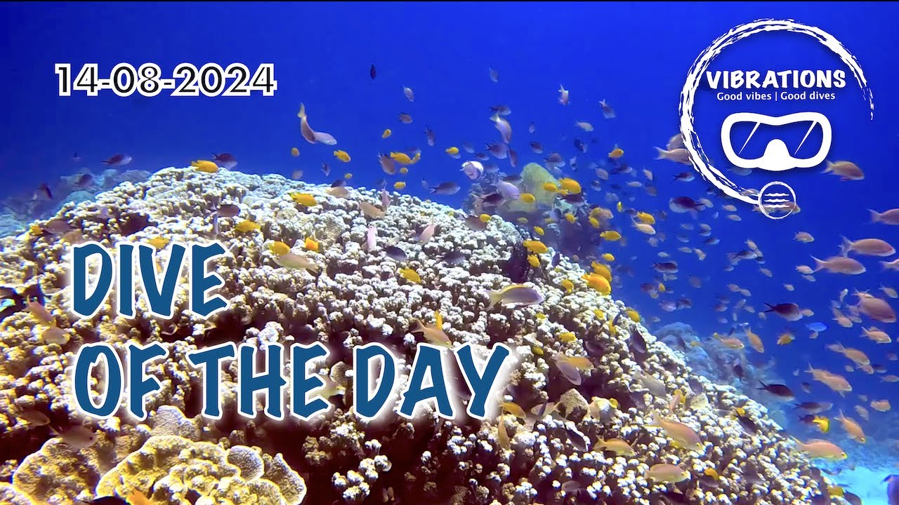 Diving Siquijor - dive buddies for life