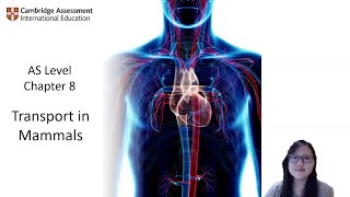 Chapter 8.1a - Blood Vessels  | Cambridge A-Level 9700 Biology