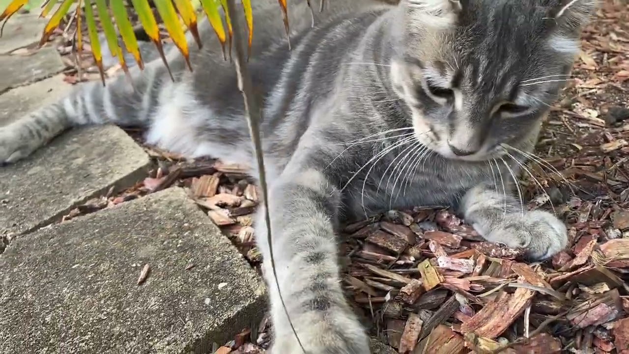 Neppy Neptune relaxing cat