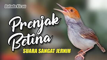 MASTERAN PRENJAK BETINA GACOR SUARA JERNIH