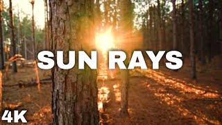 Sun Rays | Forest | Relaxing view | Beauty Of Nature | 4K | HD | Drone view | copyright free