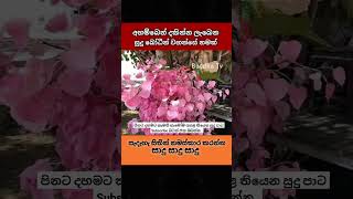 සද බධන වහනස