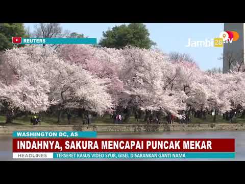 Video: Bilakah Bunga Sakura Washington DC Akan Mekar?