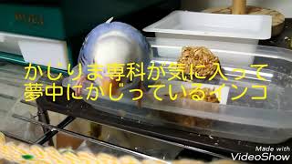 セキセイインコ  かじりま専科が気に入って夢中でかじっているインコ