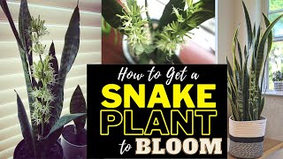 How to Get a Snake Plant to Bloom (Highly Fragrant & Rare)
