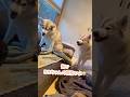 文句が止まりません… #シベリアンハスキー #ハスキー #ハスキー犬