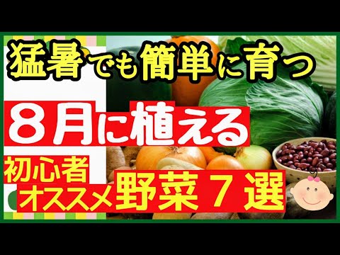 ８月に植える！初心者でも手軽にプランターで栽培できるオススメ野菜７選【植え付けカレンダー】