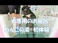 犬専用のお風呂「わんこの湯」初体験！