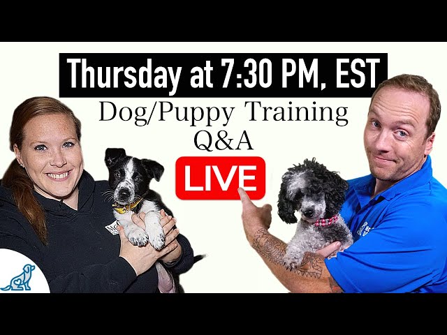 Puppy Proofing Your Life! – McCann Professional Dog Trainers