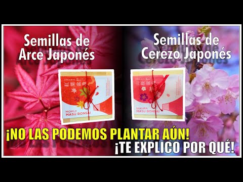 🌳Plantando SEMILLAS de ARCE Y CEREZO JAPONES ¡FAIL!