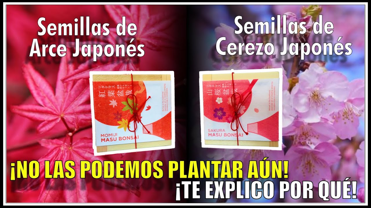 🌳Plantando SEMILLAS de ARCE Y CEREZO JAPONES ¡FAIL!