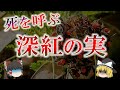 3粒食べるだけでOUT…悪魔の赤い実　トウアズキの危険性【ゆっくり解説】