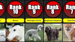 Top 14 Unusual Dog Breeds | Dog List by Paws & Plays 136 views 5 months ago 58 seconds