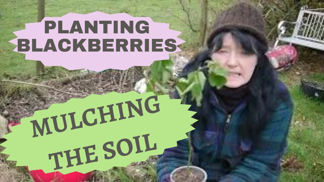 Planting blackberries & mulching the beds Wildwood Cottage Diary costoflivingcrisis 