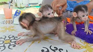 Details Oh no 😰 Cimu loves to bite the back of baby monkey JOJO,, not Cimu. News