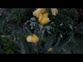 Yellow Iris Blooming (time lapse, May 2016)