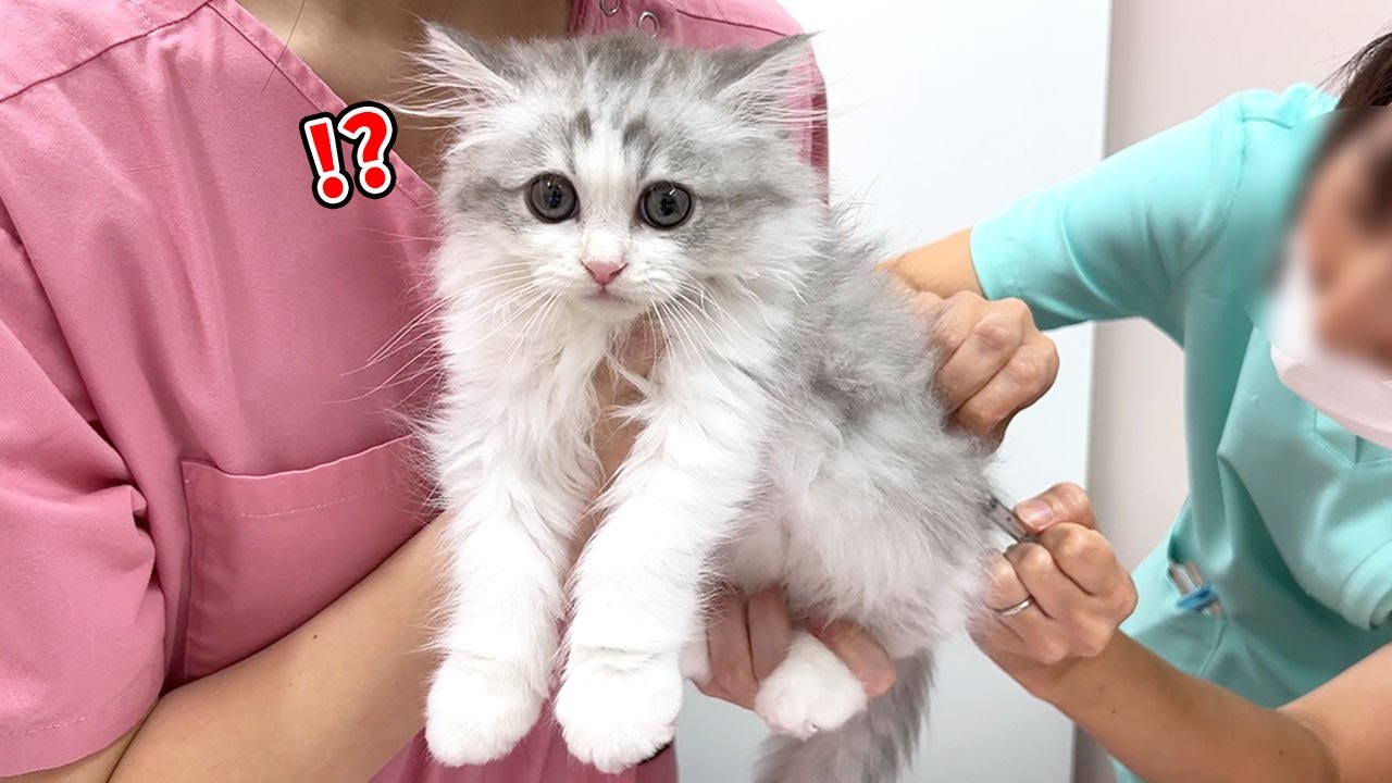 生まれて初めての病院でワクチンを打たれた子猫の反応が可愛すぎる！
