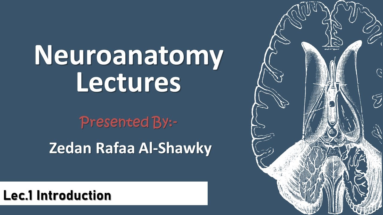 Lec.1 Neuroanatomy | Introduction Part.1 - YouTube