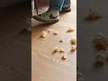 Planing a rebate for the base of my Roubo workbench #shorts #handplane #handtools #workbench