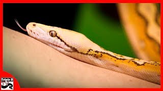 Reticulated Python Morphs - Ep.117