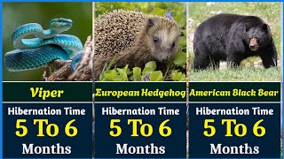 The Most Extreme Hibernation Animal In The World | Nature's Ultimate Sleepers